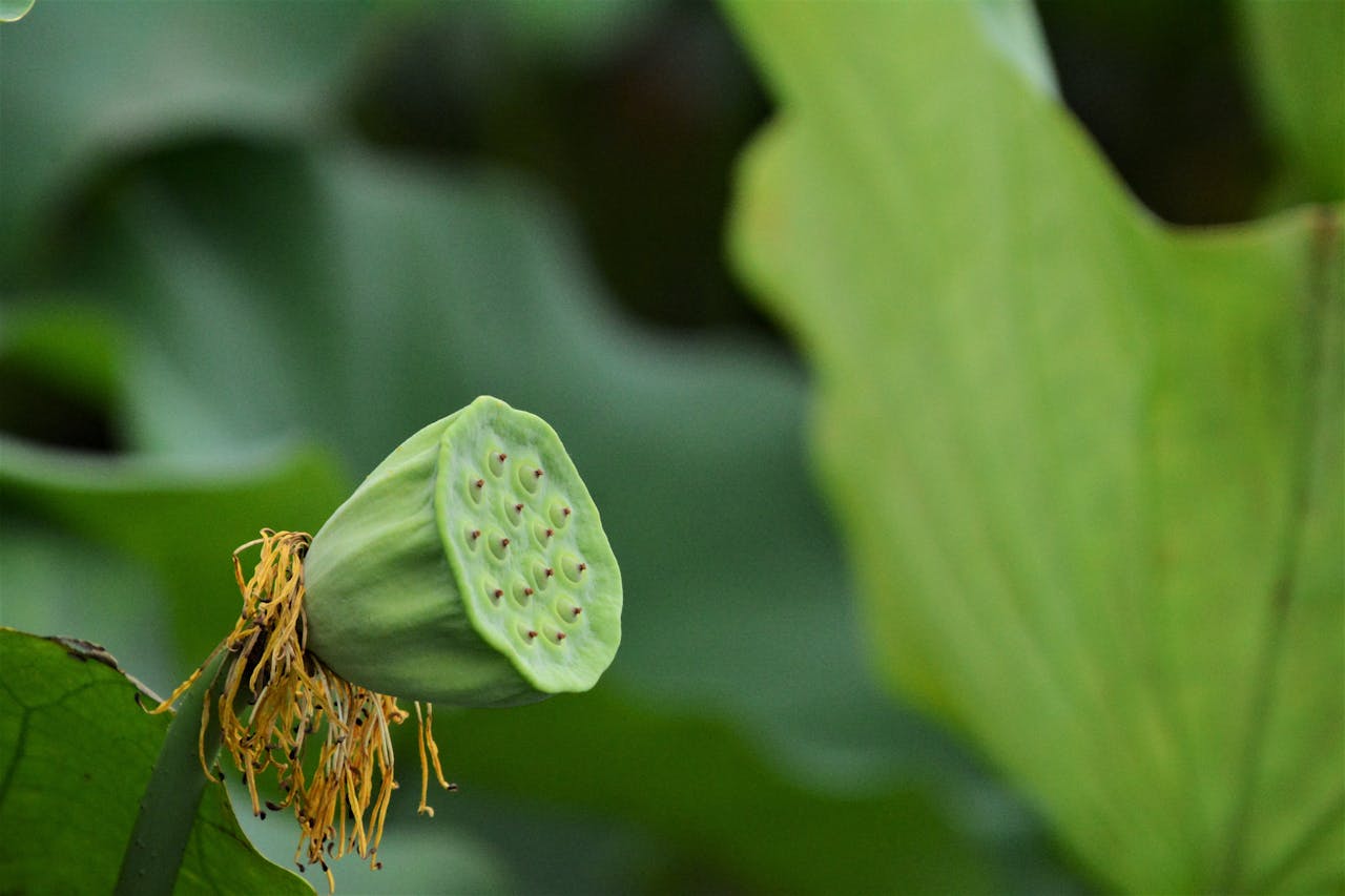 Detailed close-up image of a lotus seed pod surrounded by lush green leaves.