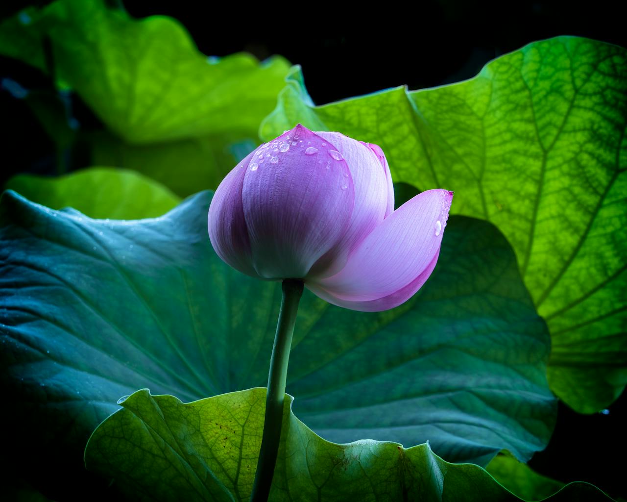 A delicate pink lotus flower with dew drops against lush green leaves, captured outdoors.