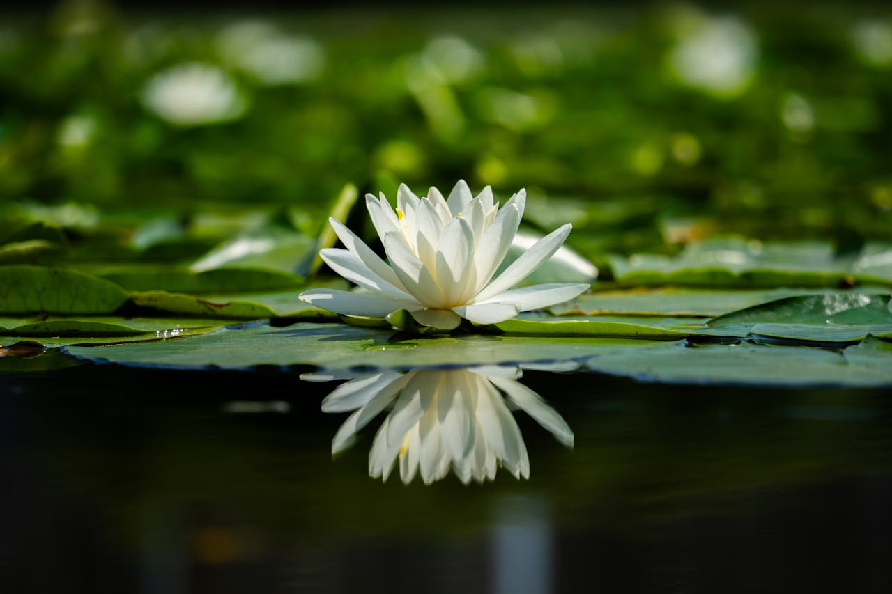 A peaceful white lotus flower floating on a calm pond with reflections, surrounded by vibrant green leaves.