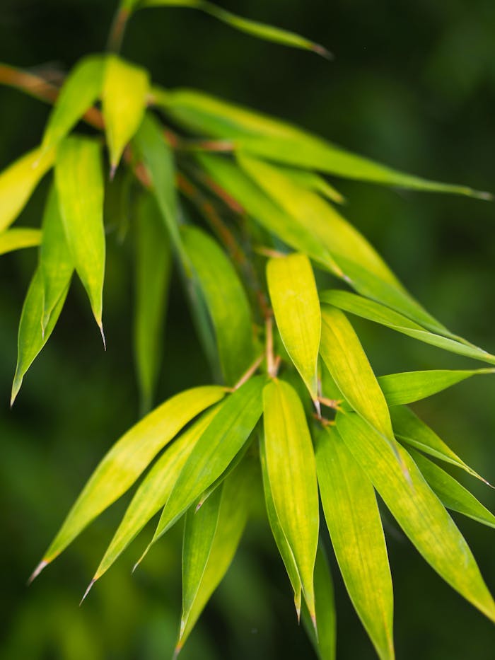 Detailed shot of vivid green bamboo leaves with a natural blurred background.